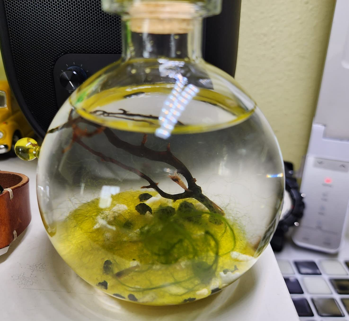 Shrimp Bubble Self-Sustaining Ecosystem - Natural. Contains Live Opae Ula Shrimp customer photo 1