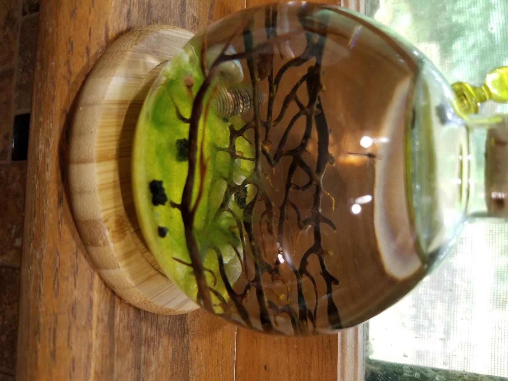 Shrimp Bubble Self-Sustaining Ecosystem - Natural. Contains Live Opae Ula Shrimp customer photo 2