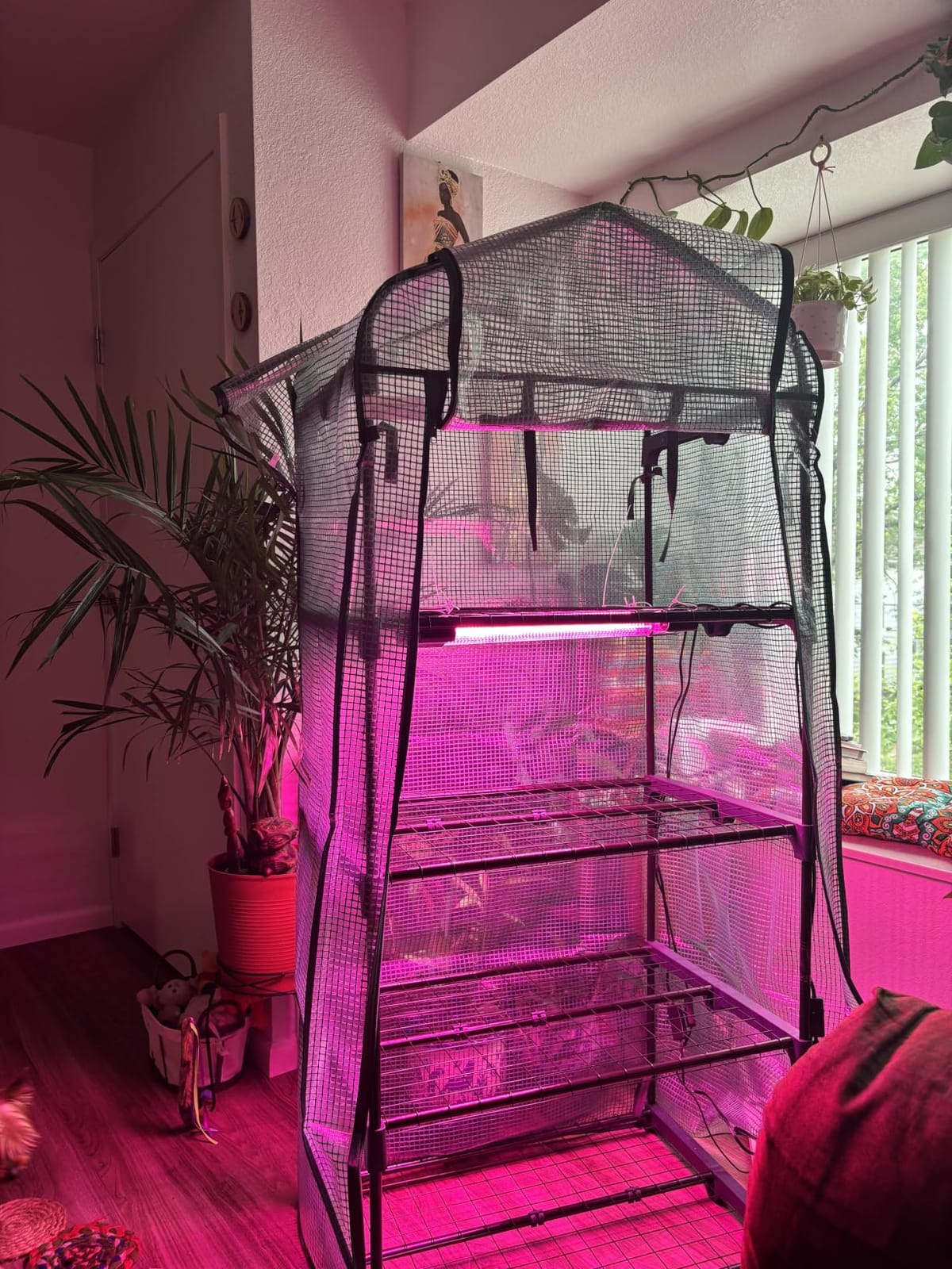 Mini Greenhouse for Outdoors Indoor: 27 x 19 x 62-Inch Ohuhu Small Green House with 4 Tier Shelves, Portable Plastic Greenhouses with Heavy Duty Transparent PVC Cover for Seedling Patio Porch Balcony customer photo 1