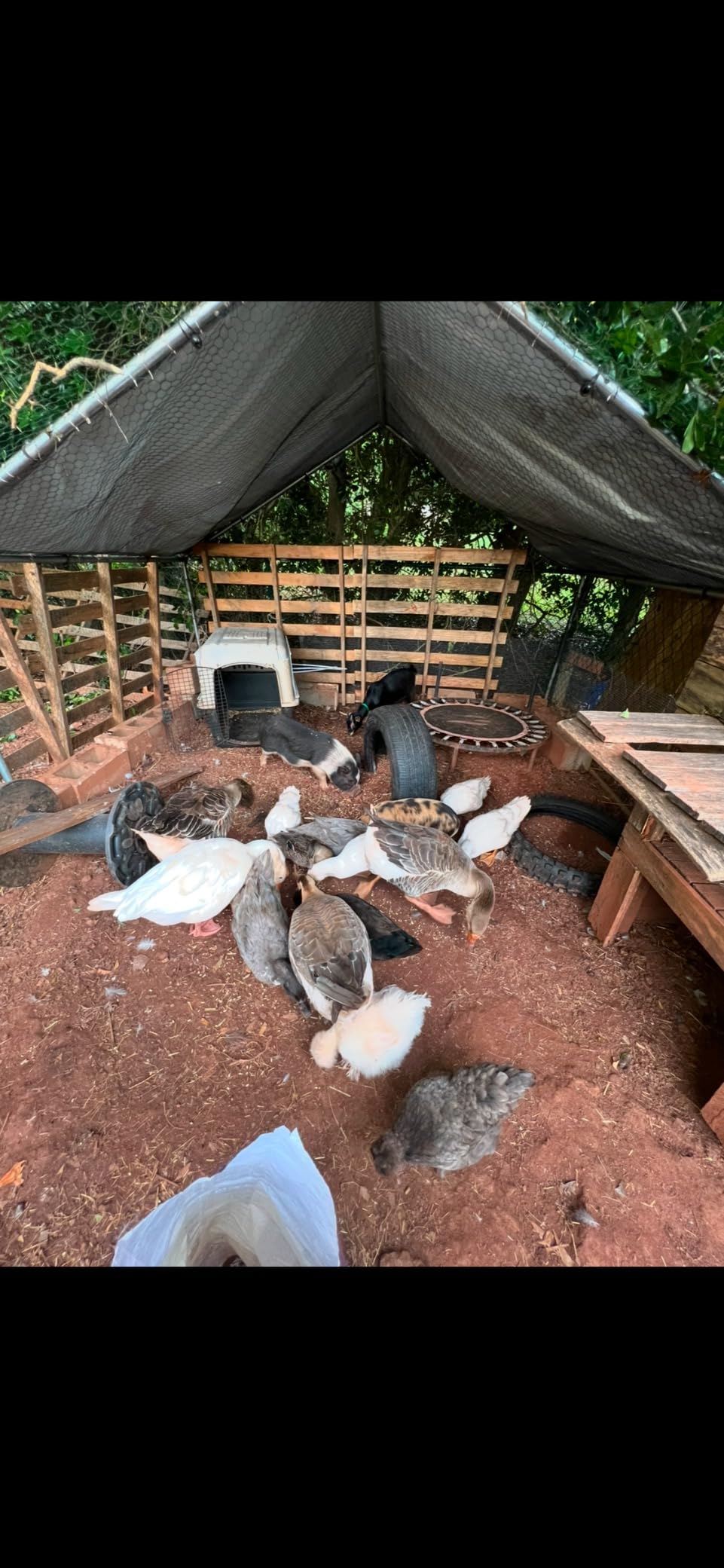 Morngardo 10×10×6.5 FT Metal Chicken Coop, Walk-in Chicken Run for 20 Chickens, Galvanized Steel Frame with Waterproof UV-Resistant Cover, Poultry Cage Pen for Duck Rabbit (96.8 Square Feet) customer photo 1