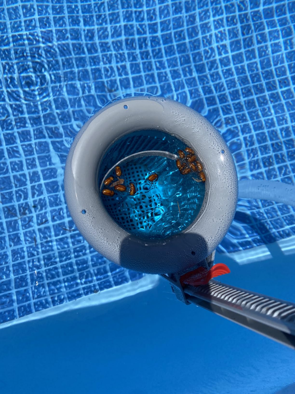 U.S. Pool Supply Pool Skimmer - Above Ground Pool Floating Surface Skimmer customer photo 1