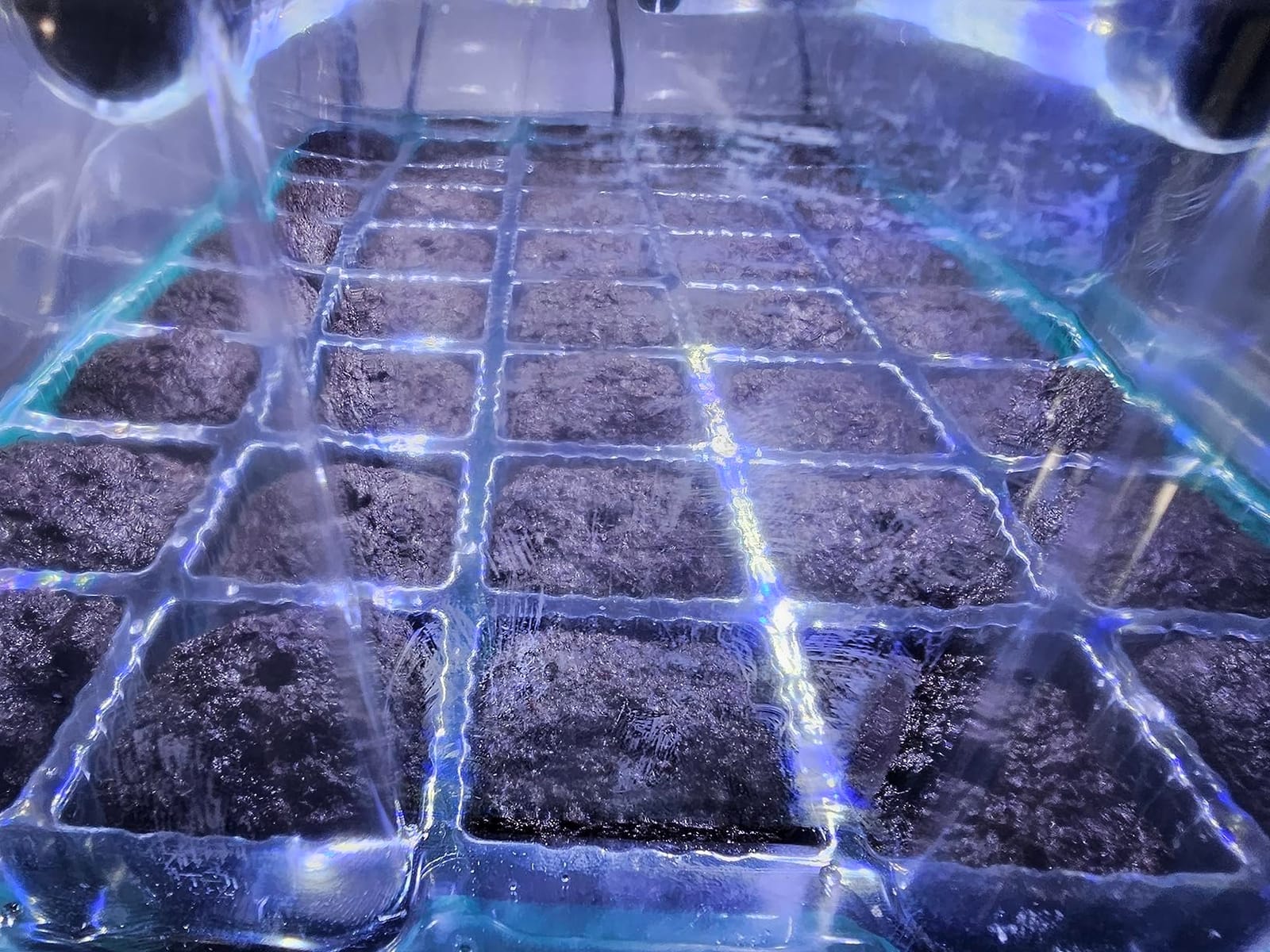 BlumWay Seed Starter Tray with Grow Light, Humidity Dome, 2 Pack 80 Cells customer photo 2