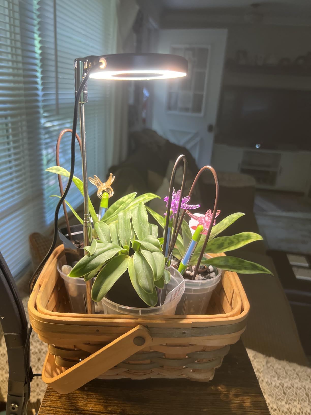 Aokrean Plant Grow Light for Indoor Plants, 3.5in Full Spectrum with Base customer photo 1