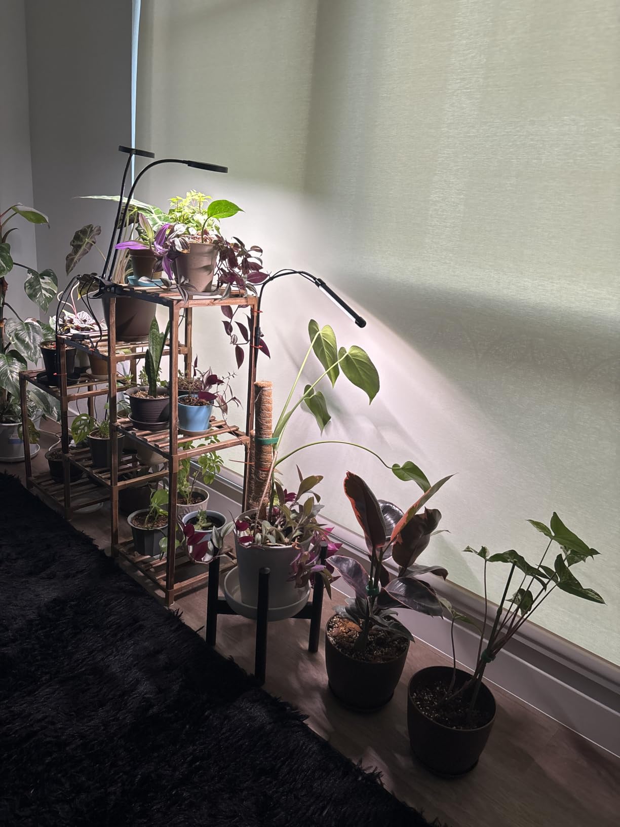 Grow Light for Indoor Plants Growing, 6000K Full Spectrum Gooseneck Plant Lamp for Seedings Succulents Small Plants, Auto On/Off Timing & 5 Dimming, 2-Pack customer photo 1