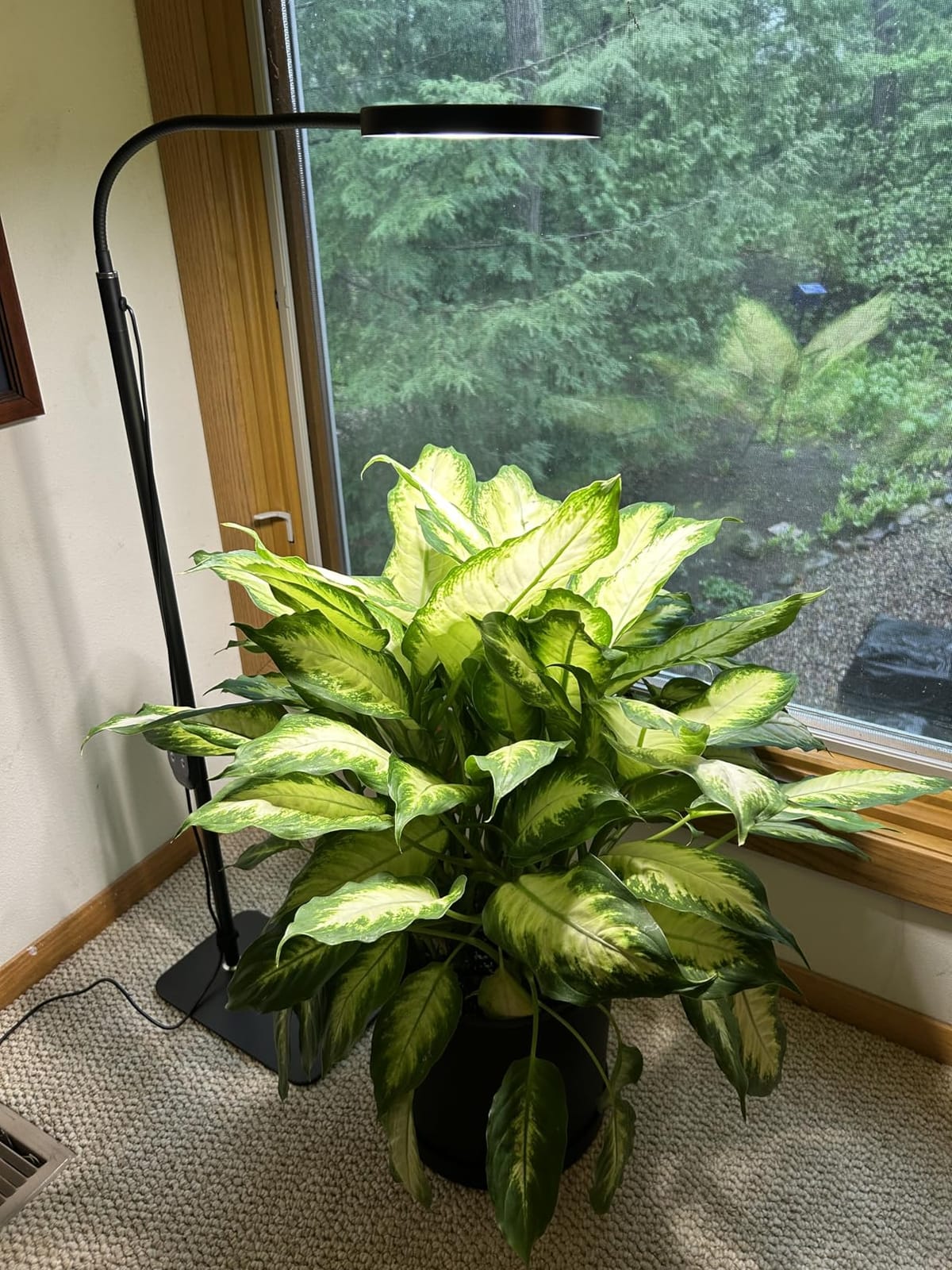 Grow Lights for Indoor Plants,LED Plant Light with Stand for Indoor Growing customer photo 1