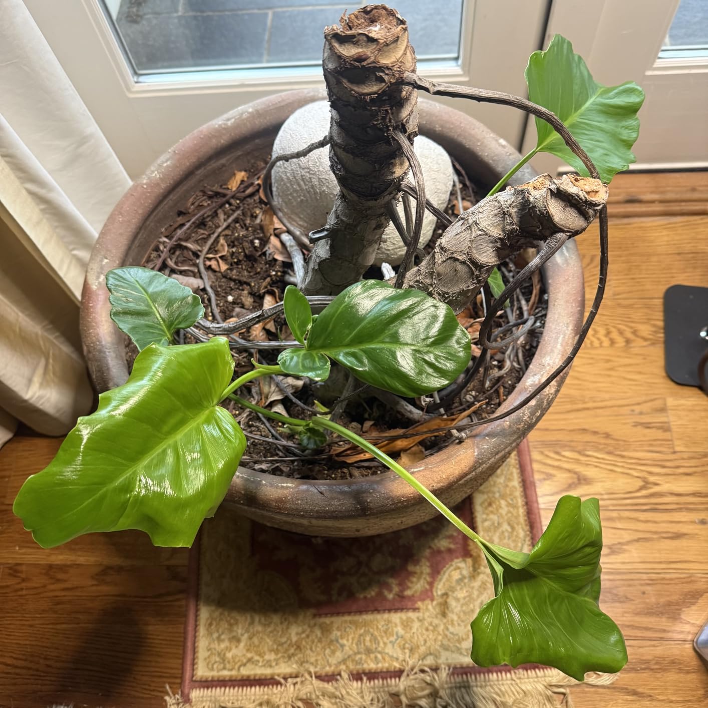 Grow Lights for Indoor Plants,LED Plant Light with Stand for Indoor Growing customer photo 2