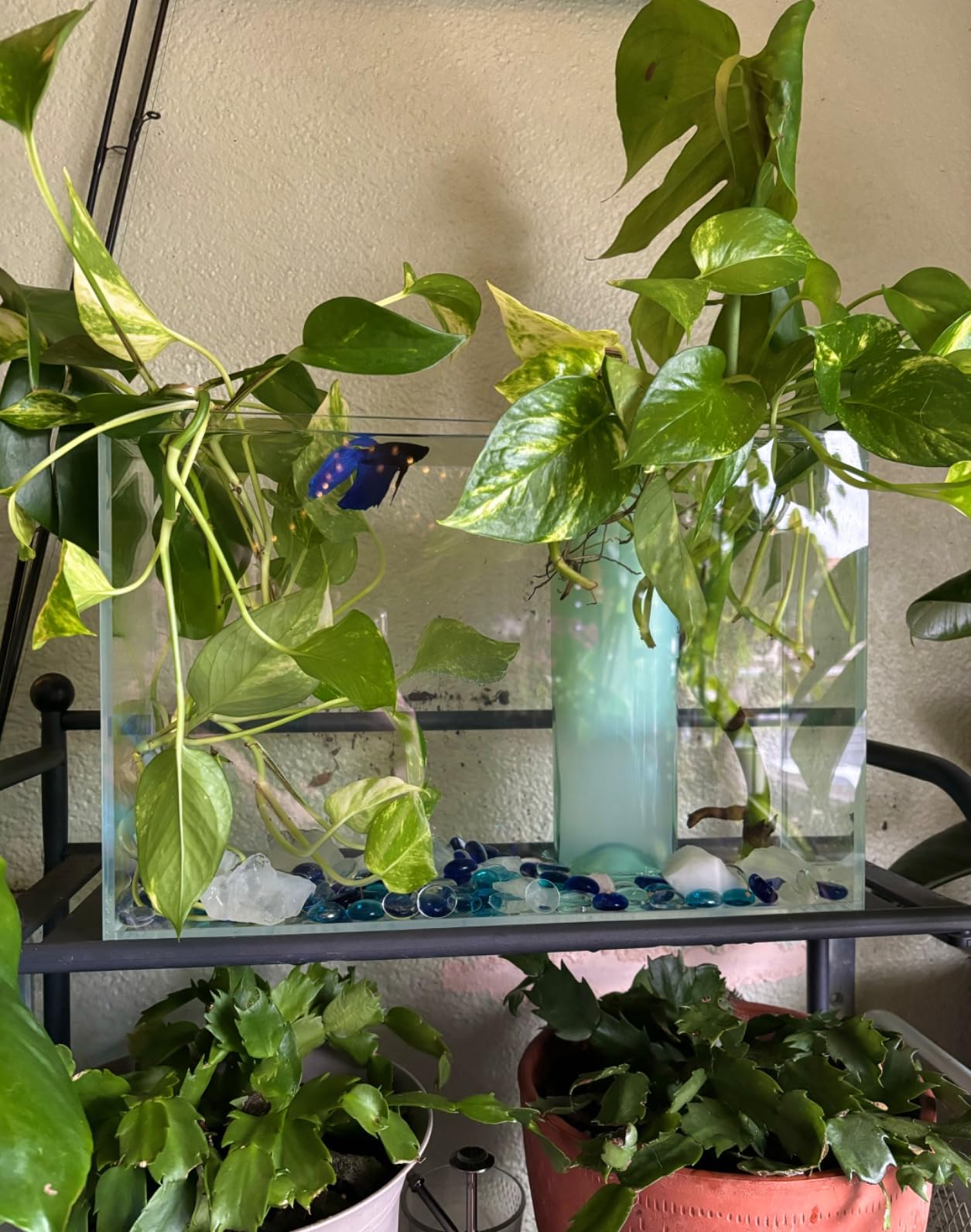 LYPHARD AQUARIUMS 9.5 Gallon Rimless Aquarium, Ultra Clear Glass Low Iron Small Fish Tank for Betta, L15.7×W11.8×H11.8 Inches Thickness 5mm with EVA Foam Mat Included customer photo 1