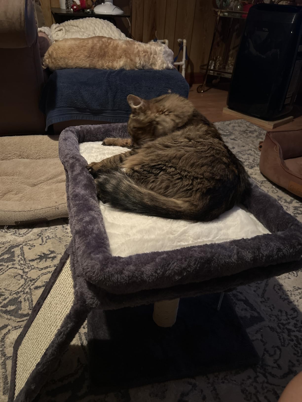 Aechonow Cat Tree for Large Cats, 20x16.5 Perch Bed for Adult Senior Cats customer photo 1