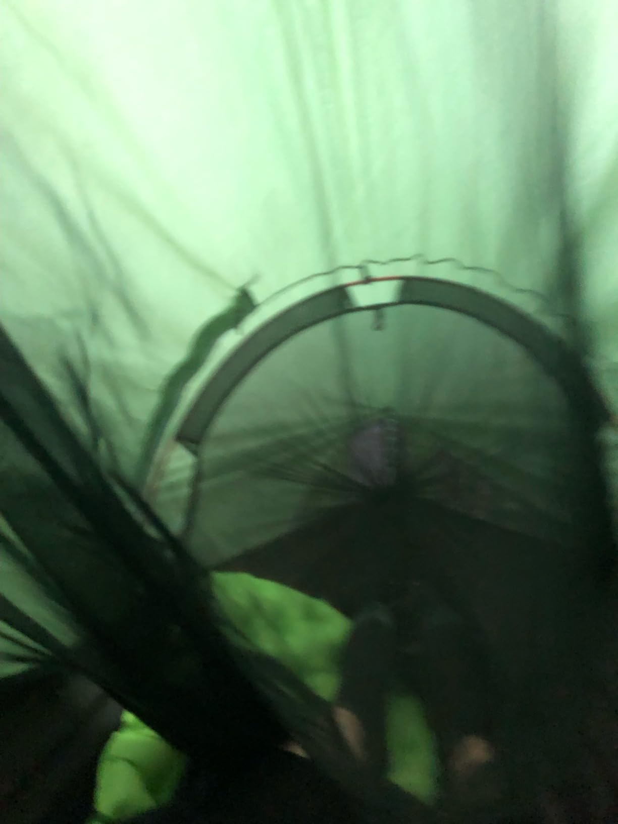 WintMing Hammock with Mosquito Net and Rain Fly Cover 3 in 1 Camping Hammock Tent 440lbs Load customer photo 2