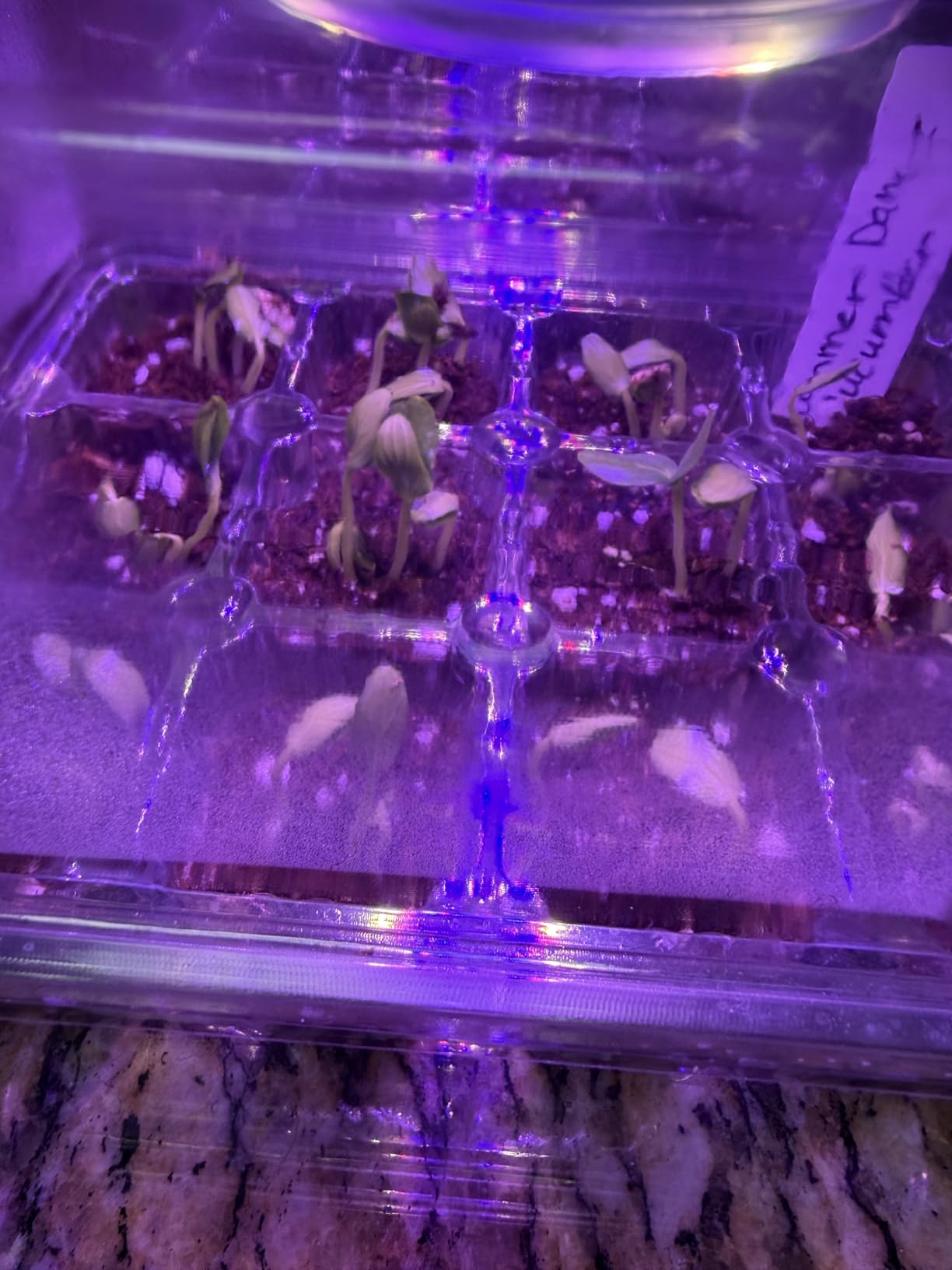 Bonviee Seed Starter Trays with 12-LED Grow Lights, Clear, 5 Pack customer photo 1