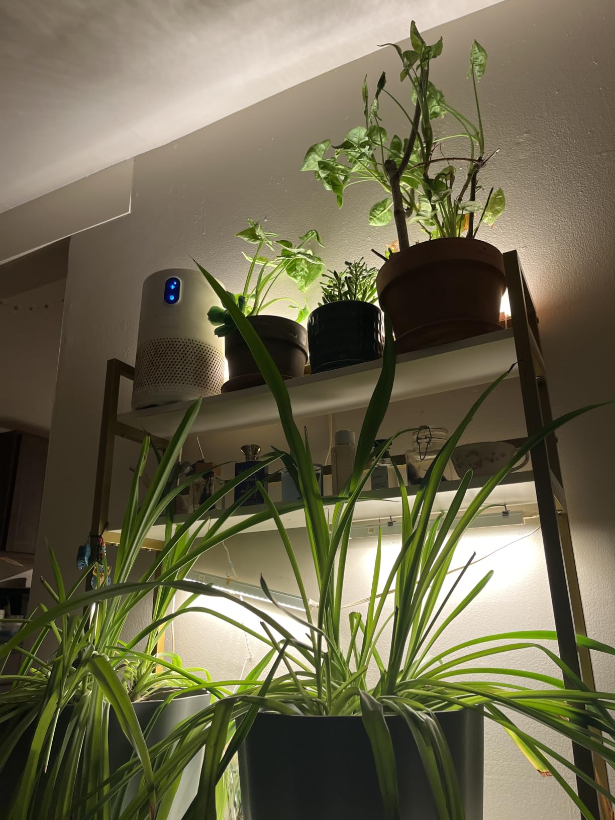 Barrina T5 Grow Lights, 5000K Full Spectrum Daylight White, 1FT, 8 Packs customer photo 2