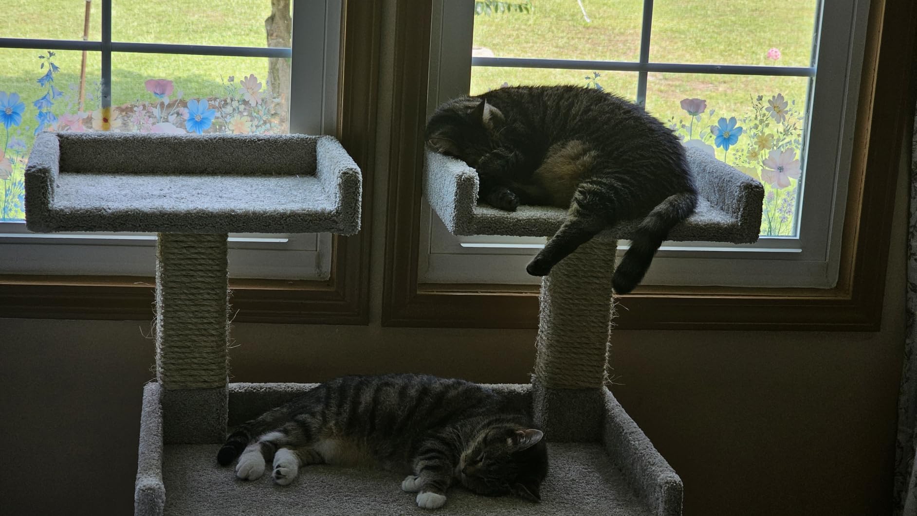 Prestige Cat Trees Maine Coon Deluxe Cat Perch – Made in USA Sturdy Solid-Wood Tower for Large & Multiple Cats – Easy 2-Step Assembly, Plush Carpet, Sisal Scratch Posts customer photo 2