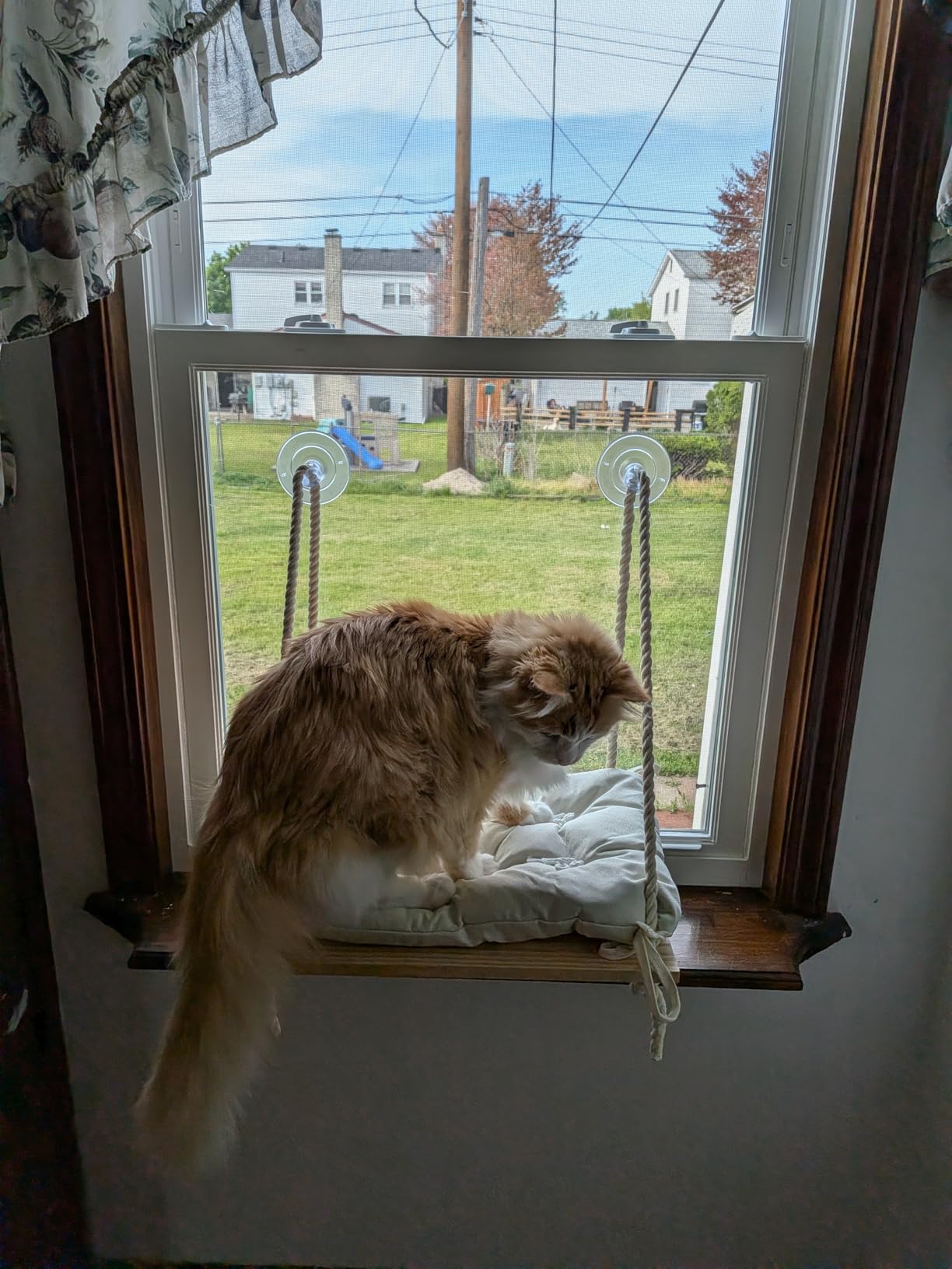 Cat Window Perch with Industrial-Grade Suction Cups - Solid Pine Wood Hammock Bed, Soft Cushion - 42 lb Capacity for Cats Inside customer photo 1