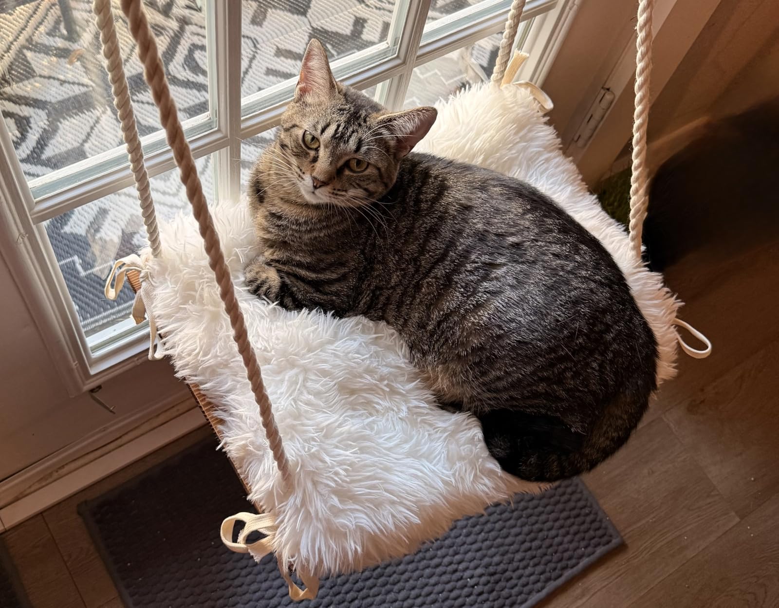 Cat Window Perch with Industrial-Grade Suction Cups - Solid Pine Wood Hammock Bed, Soft Cushion - 42 lb Capacity for Cats Inside customer photo 2