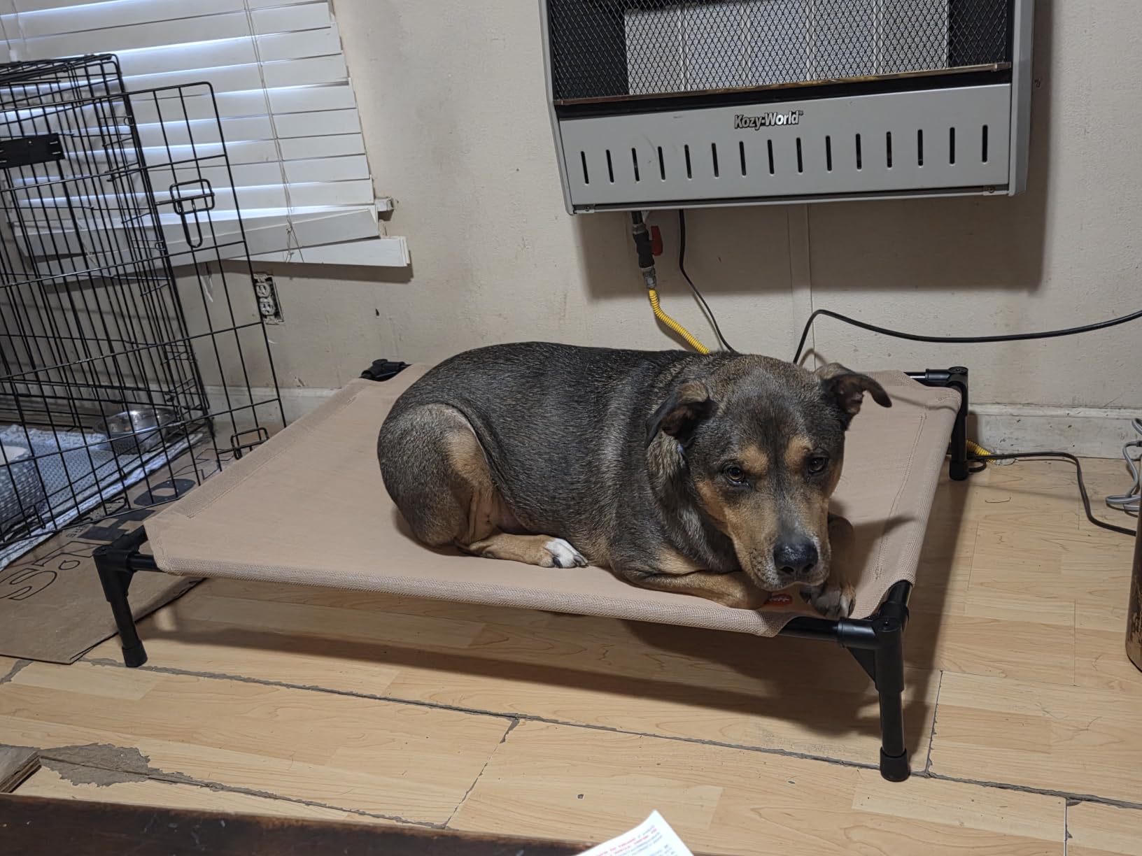 K&H Outdoor Elevated Dog Bed, Cooling Raised Dog Bed, Jumbo 56x38in, Tan customer photo 2