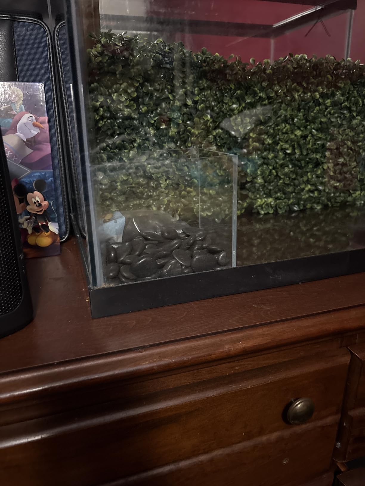 AWXZOM Small Nano Rimless Tank, Clear Glass Fish Tank, 1.1 Gallon, 7.8x5.5x5.9inch/20x14x15cm, Betta Fish Tank customer photo 1