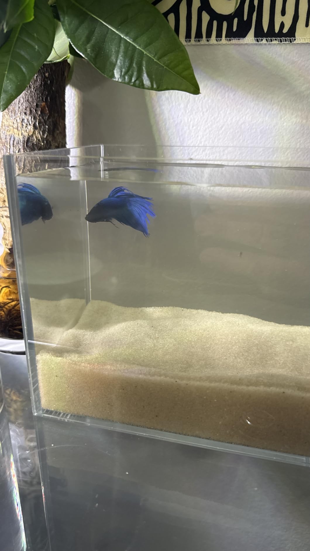 AWXZOM Small Nano Rimless Tank, Clear Glass Fish Tank, 1.1 Gallon, 7.8x5.5x5.9inch/20x14x15cm, Betta Fish Tank customer photo 2