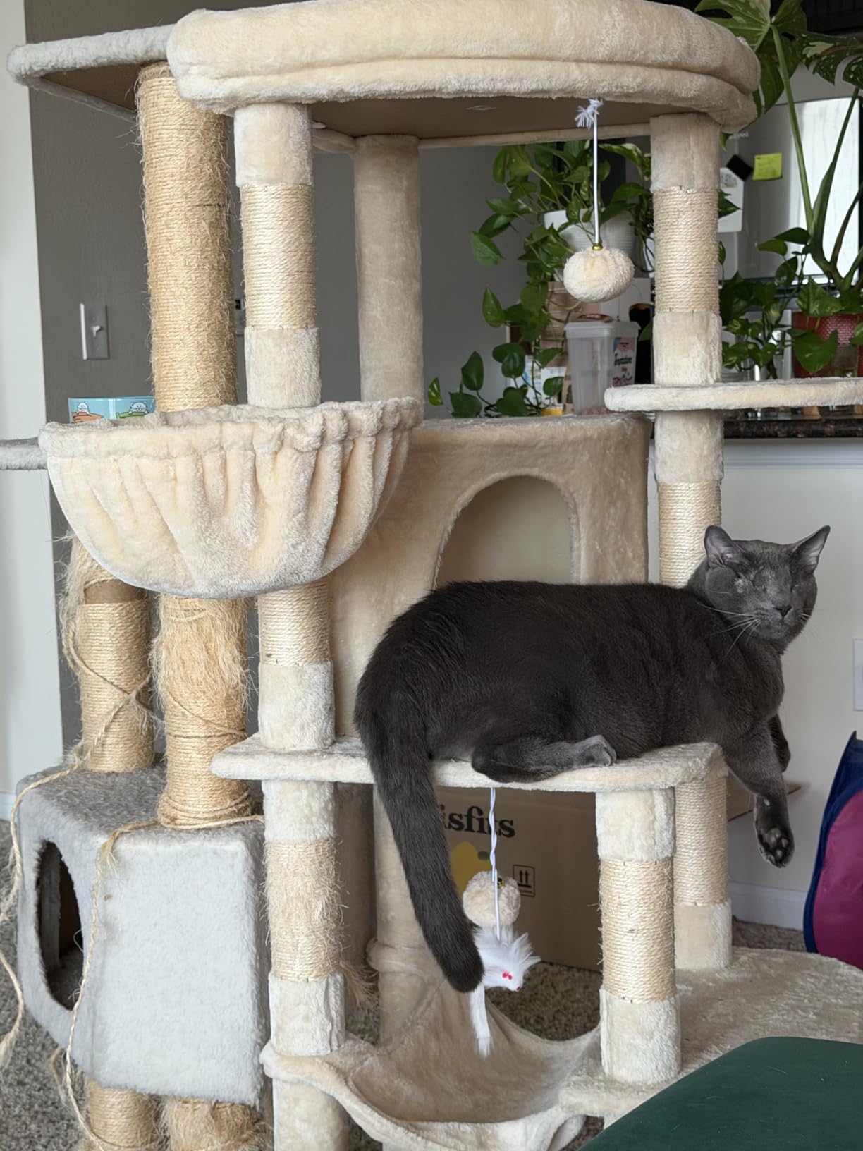 Globlazer 66inch Corner Cat Tree Tower for Indoor Large Cats, C66, Beige customer photo 1