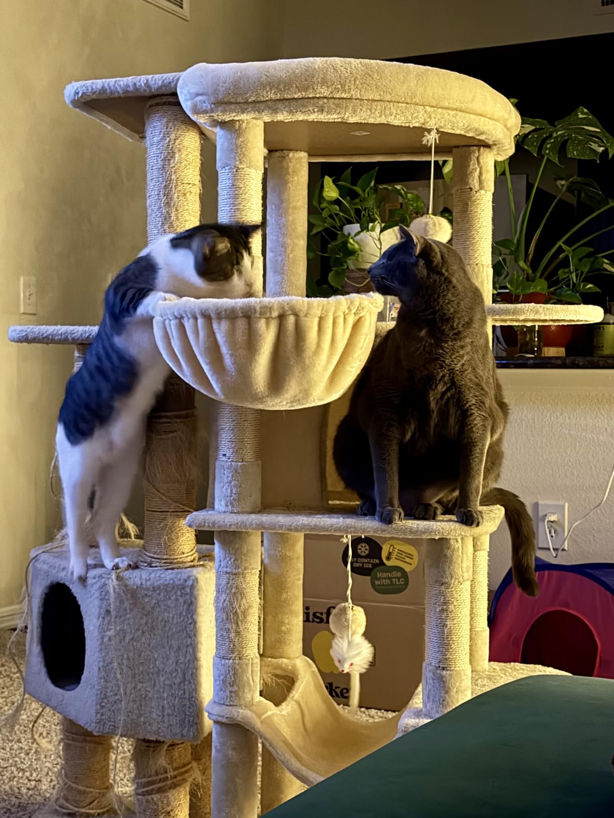 Globlazer 66inch Corner Cat Tree Tower for Indoor Large Cats, C66, Beige customer photo 2