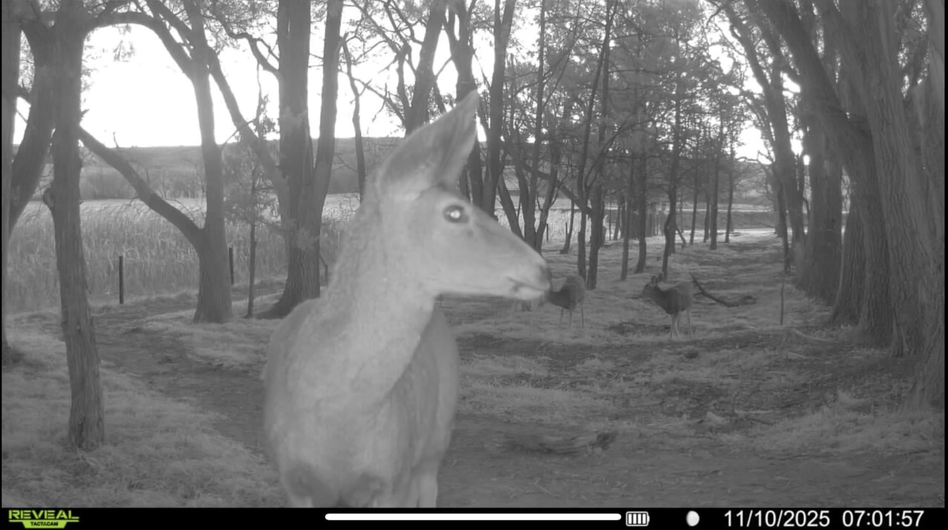 TACTACAM Reveal Pro 3.0 Cellular Trail Camera - Multi-Cellular Network, No-Glow IR, Wi-Fi Enabled, HD Photos & 1080p Videos, Long Battery Life + Solar Panel, Lipo Lithium Battery Pack, & 32GB SD Card customer photo 2