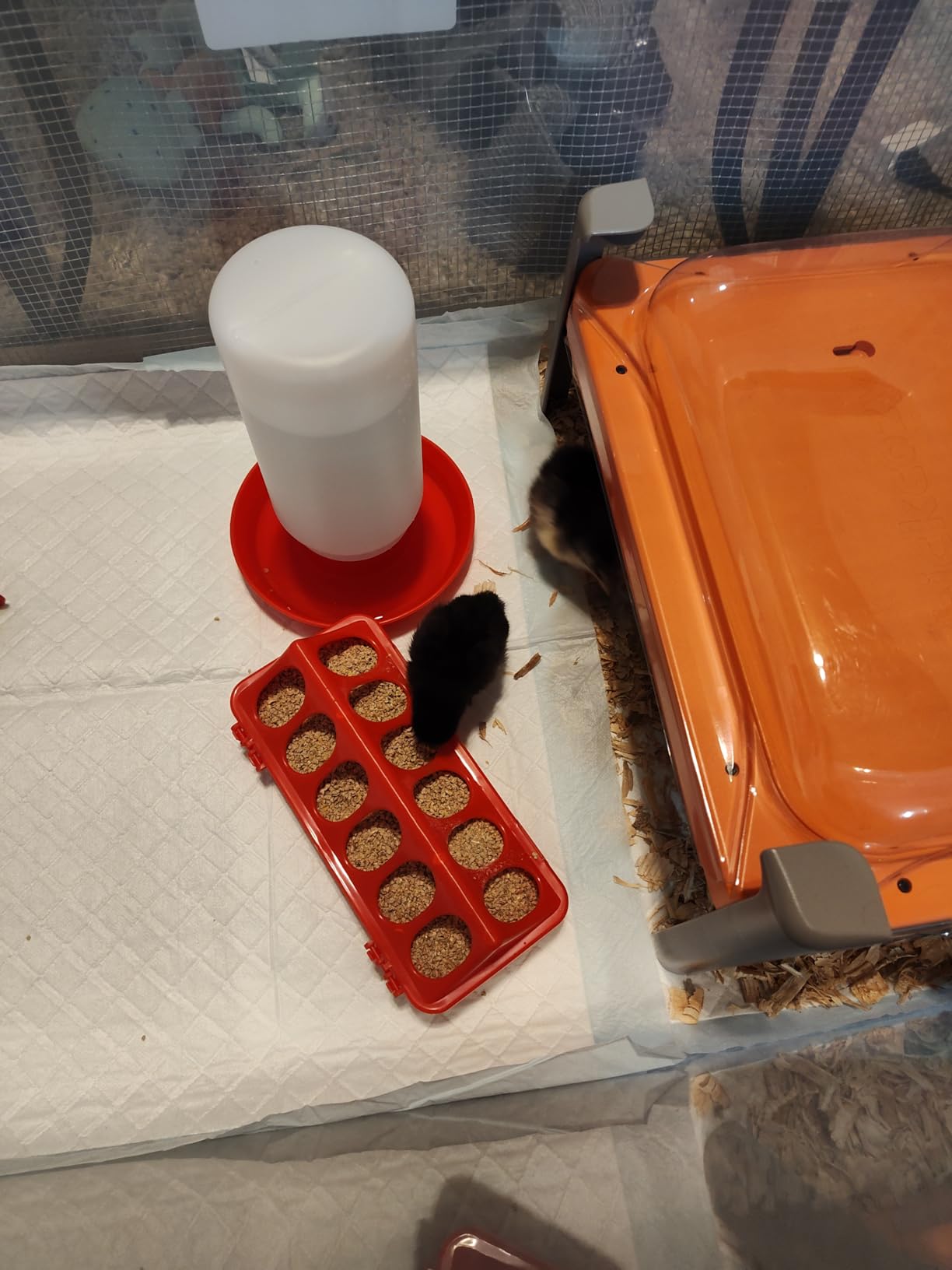 Smart Chicken Coop Heater, 200W Radiant Heat Panel with Temperature Sensor customer photo 1