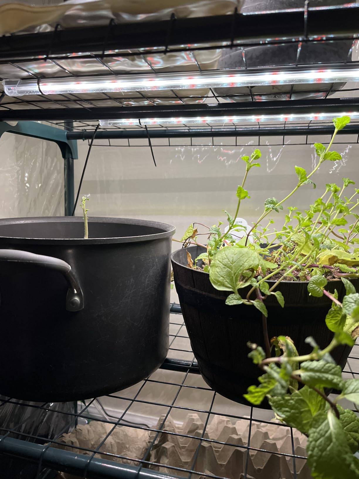 SDOVUERC 16'' 6 Bars Grow Light Strips for Indoor Shelves Plants Growing. customer photo 1