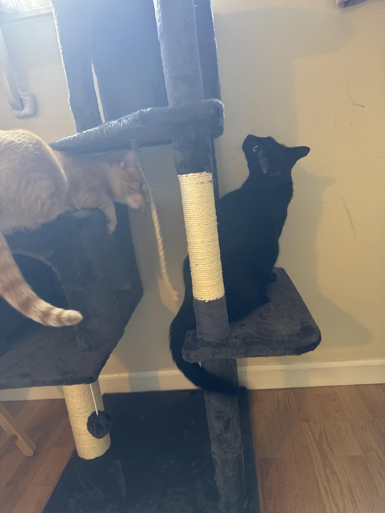 58.5inch Large Cat Tree Tower Condo for Indoor Cats, Soft Plush Multi-Level Climbing Tree Cat House with Cat Cave, Scratching Post, More Entrance/Exit, Sisal Rope, Grey Black customer photo 1
