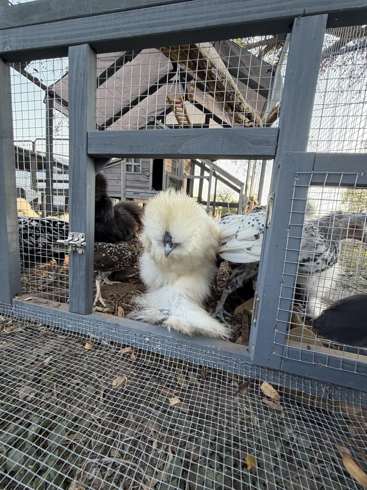Chicken Coop for10-12 Chickens, Large Wooden Chickens Run, Outdoor Walk in Poultry Cage Duck Runs for Yard with Cover & Chicken Vegetable Feeder,Chicken House for Outside Farm Backyard customer photo 1