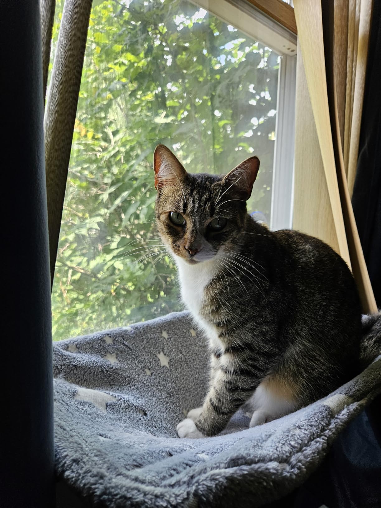 Zoratoo Glow in the Dark Cat Window Perch, Foldable Cordless Pet Hammock, M customer photo 1