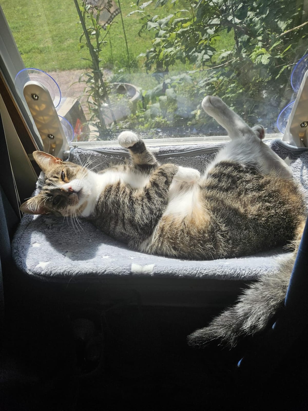 Zoratoo Glow in the Dark Cat Window Perch, Foldable Cordless Pet Hammock, M customer photo 2