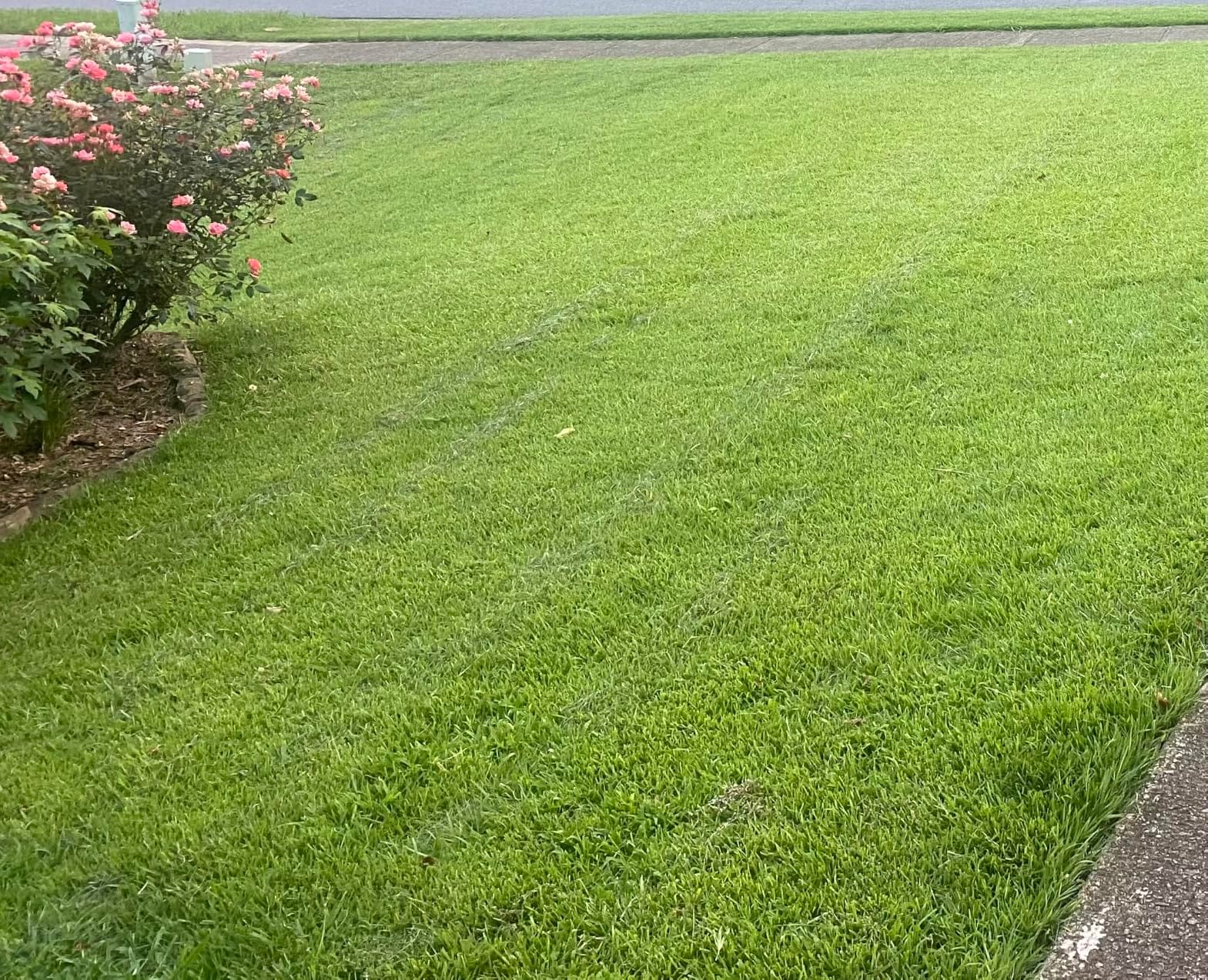 LawnMaster LMRM1801 Push Reel Lawn Mower 18-Inch 5-Blade customer photo 2