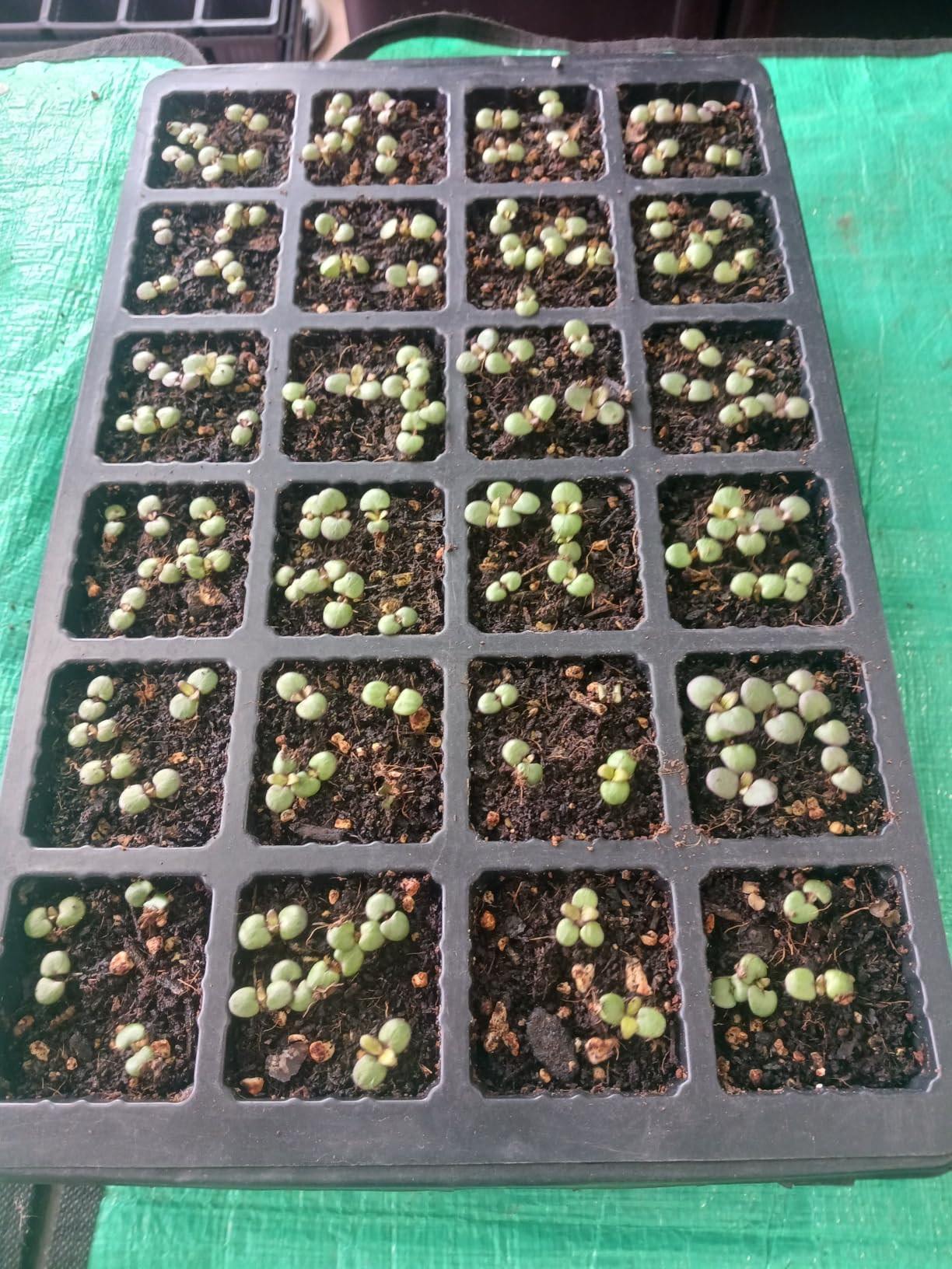 Mr. Pen- Seed Starter Tray Kits, 10 Pack, Total 400 Cells customer photo 1