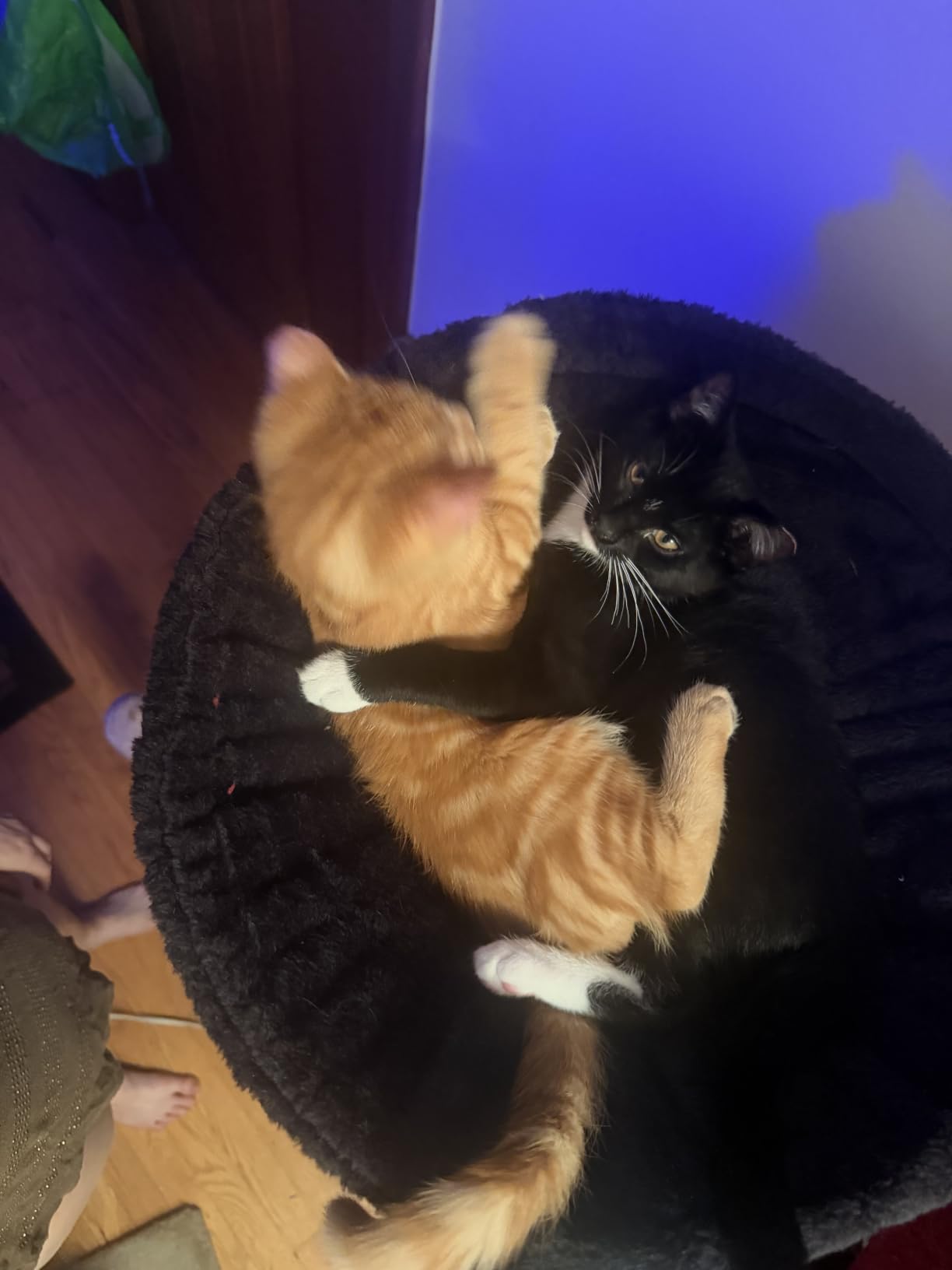 Gitelsnour Maine Coon Cat Tree, Heavy Duty Cat Tower for 20 lbs+, GCT033W customer photo 1