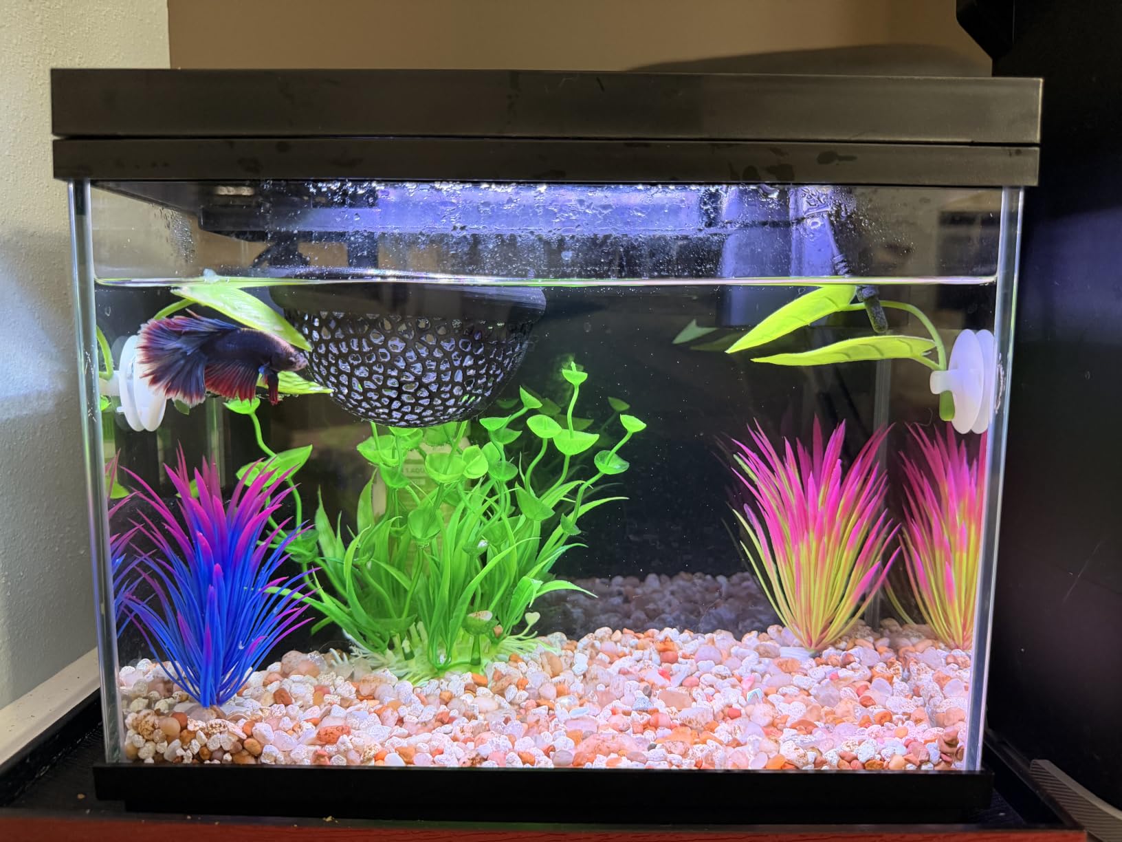 Vehipa Fish Tank, 2.4-Gallon Aquarium Starter Kit with 3-in-1 Quiet Pump customer photo 1