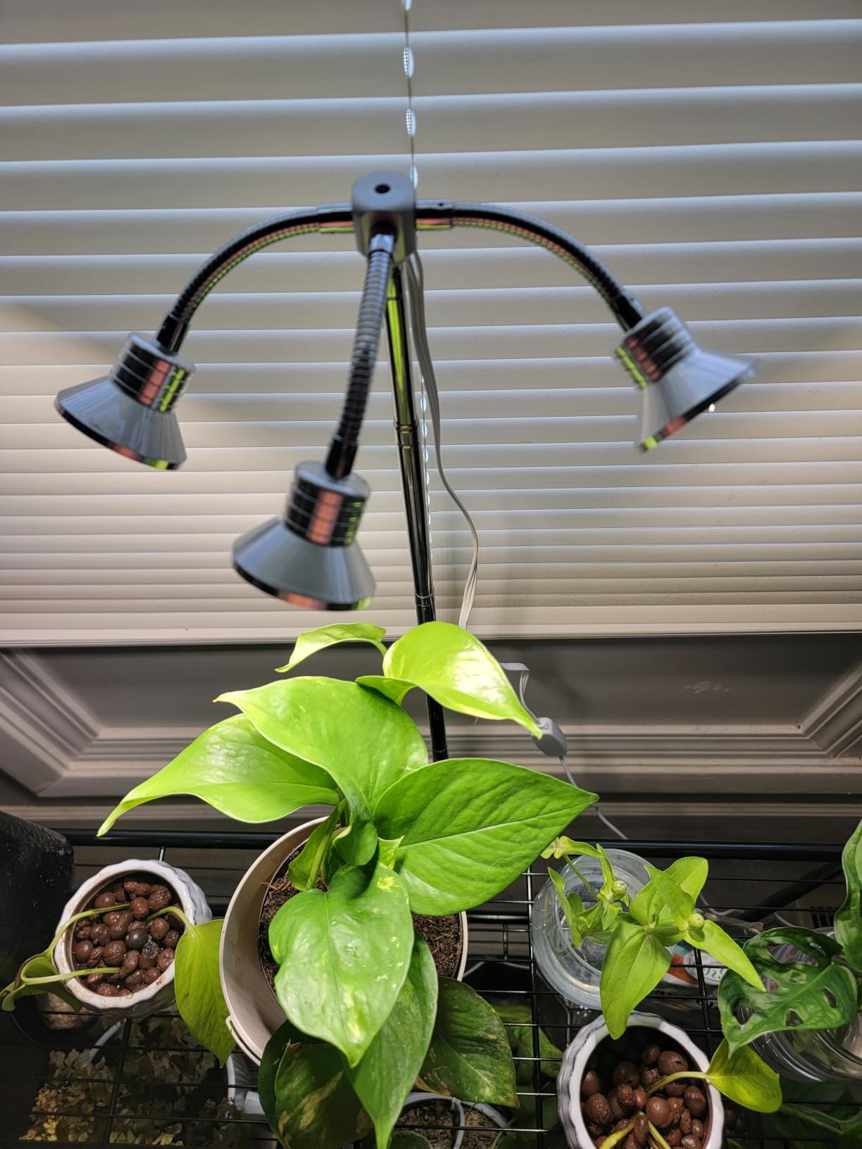 Full Spectrum Grow Lights for Indoor Plants 15-62 Inches Height Adjustable Aluminum Alloy Plant Growing Lamps with Detachable Tripod Stand, Auto On/Off Timer (Full Spectrum, Three Heads) customer photo 1