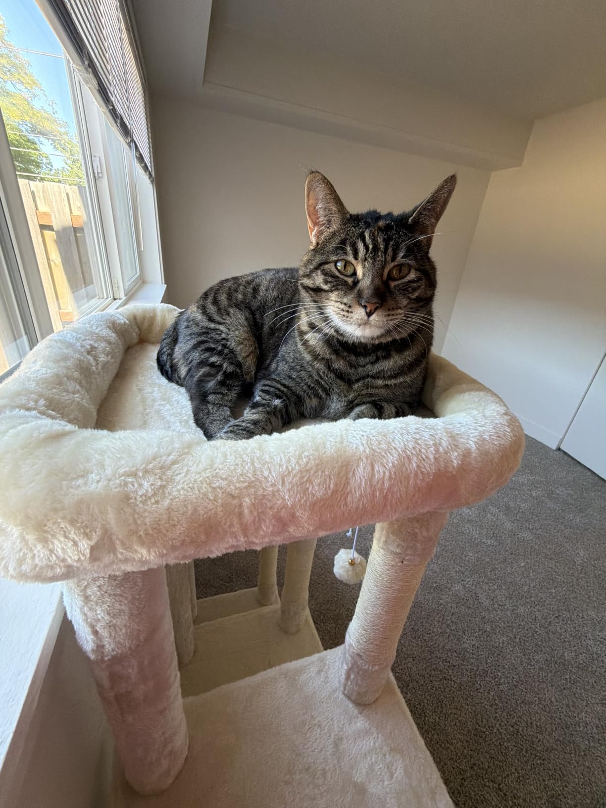 Heybly Heavy Duty Cat Tree with Large Base for Large Indoor Cats HCT026G customer photo 1