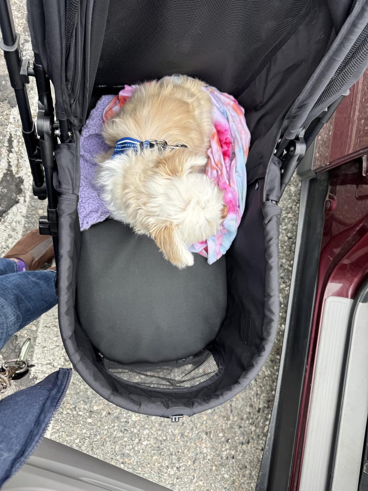 Bicystar Foldable Dog Stroller for Small Medium Dogs & Cats, 45 lbs, Grey customer photo 2