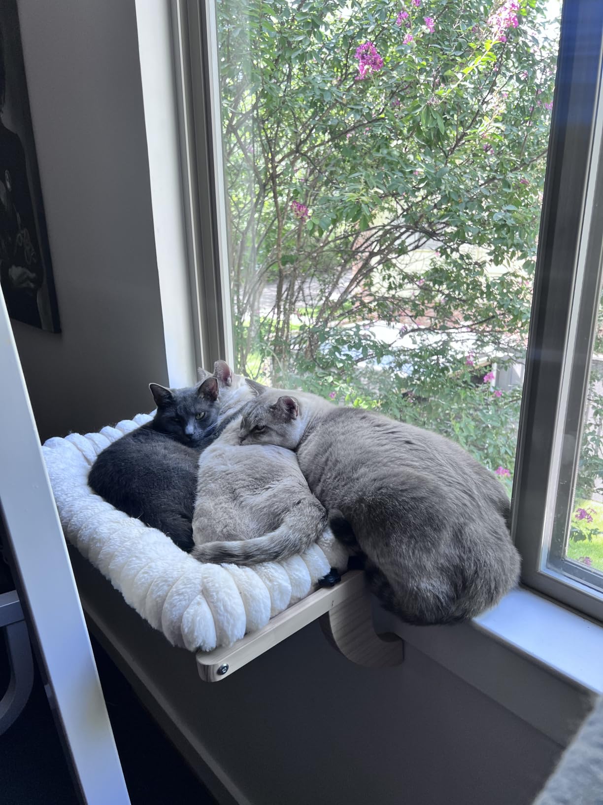 Cloud-Soft Cat Window Sill Perch, Zipper Design Cushion Pet Bed, M customer photo 2