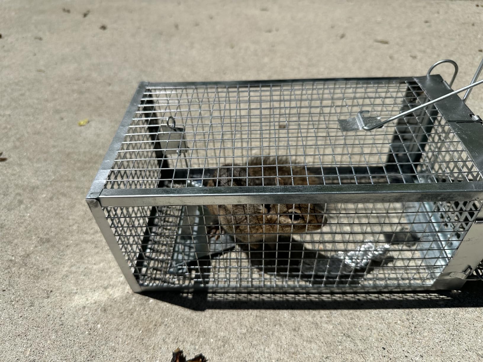 31.1 * 11 * 12.6 Inch Humane Live Animal Raccoo Trap Cage for Cat, Squirrel customer photo 1