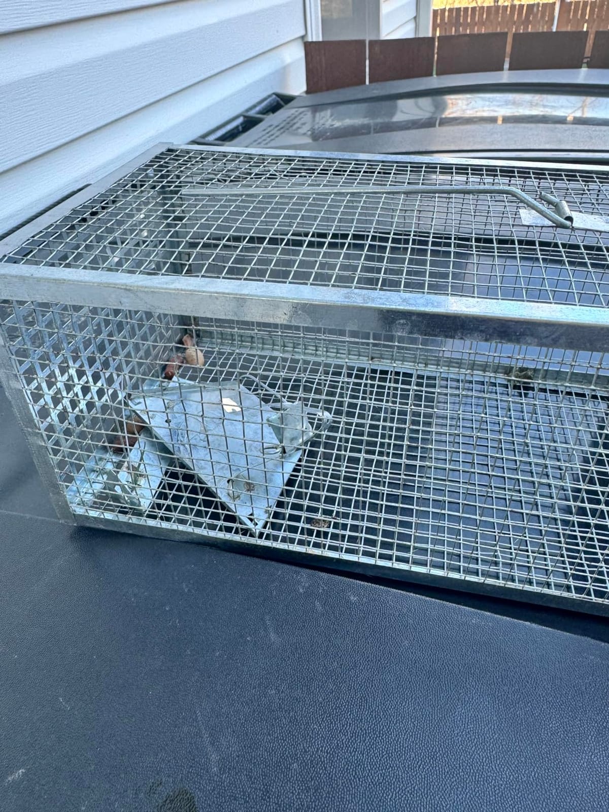 31.1 * 11 * 12.6 Inch Humane Live Animal Raccoo Trap Cage for Cat, Squirrel customer photo 2