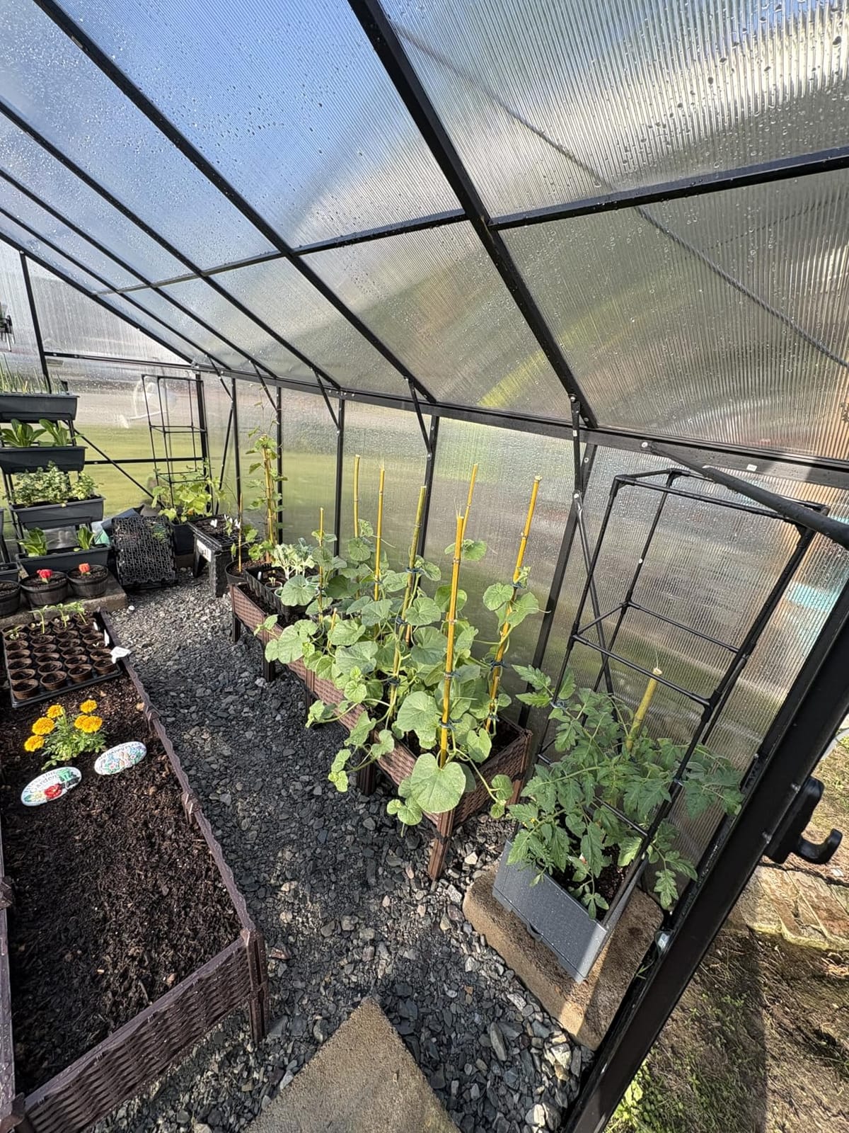 Jocisland 8x10 FT Walk-in Polycarbonate Greenhouse with 2 Top Windows customer photo 1