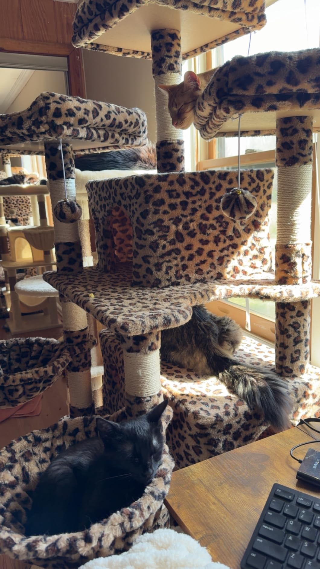 Allewie 82 Inches Large Cat Tree/House/XXL Tall Cat Towers for Big Feline/Scratching Post/Multi-Level Large Kitty Climbing Tree with Condo/Smokey Grey customer photo 2