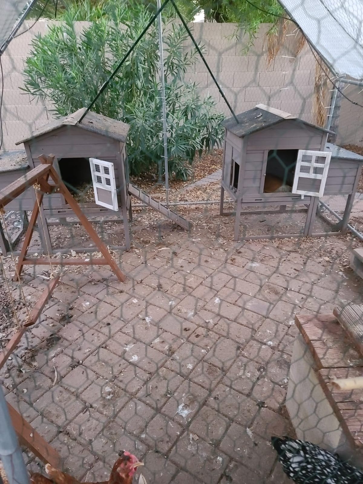 Chicken Coop Waterproof Asphalt Roof Predator-Proof Wooden Hen House for 2–4 Chickens Easy Clean Slide-Out Tray L-Shaped Metal Reinforced Outdoor Coop with Nesting Box Ramp (Cage Run Not Included) customer photo 2