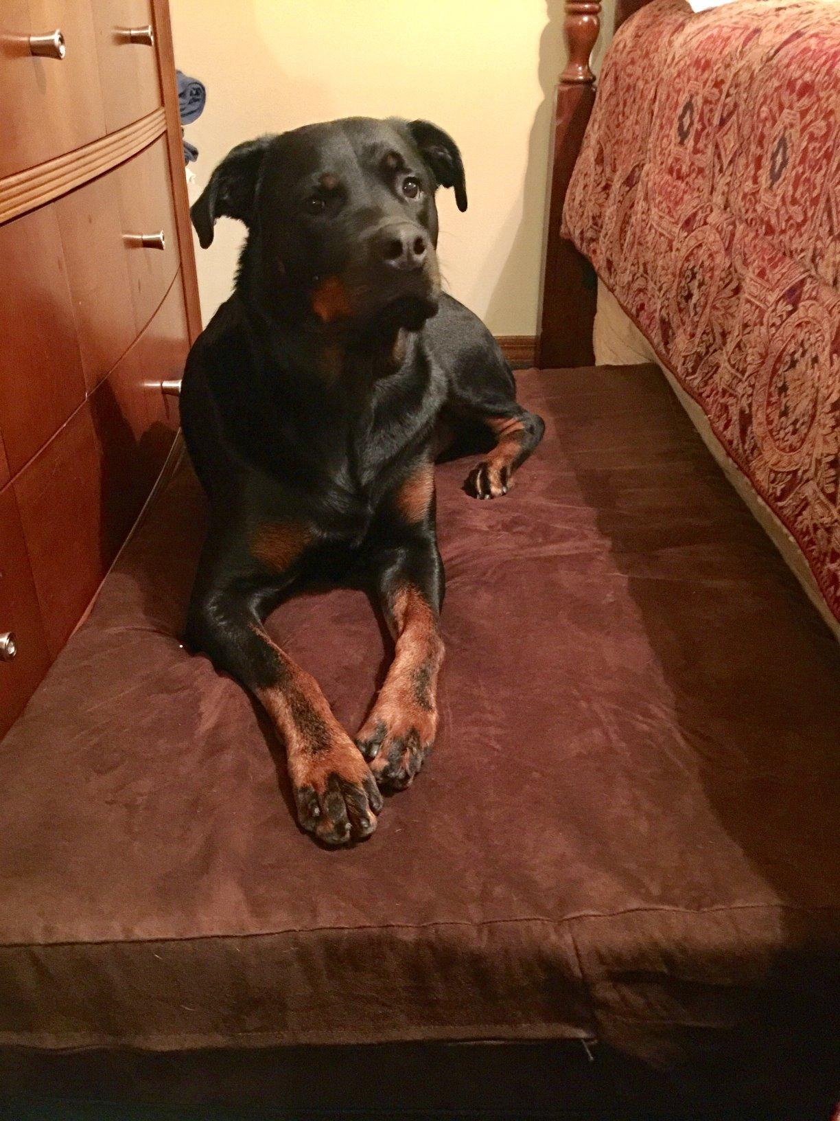 Barker Beds Giant Orthopedic Dog Bed - 7