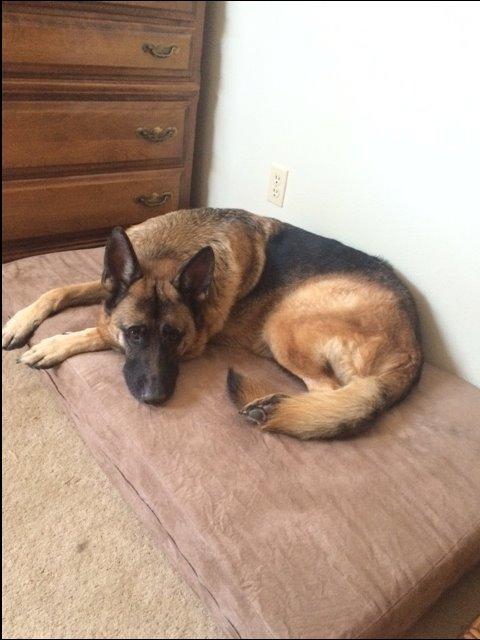 Barker Beds Giant Orthopedic Dog Bed - 7