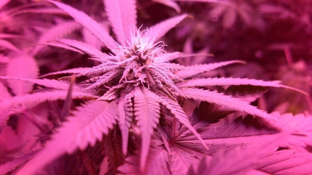 5 Heads LED Grow Lights for Indoor Plants Full Spectrum 450 LEDs, Plant Lights for Indoor Growing with Tripod Stand, Floor Grow Light with Auto 3/6/9/12/15/18H Timer for Indoor Tall Plants. customer photo 1