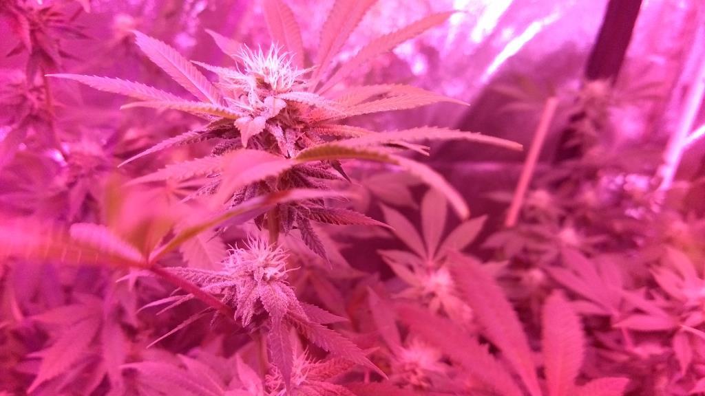 5 Heads LED Grow Lights for Indoor Plants Full Spectrum 450 LEDs, Plant Lights for Indoor Growing with Tripod Stand, Floor Grow Light with Auto 3/6/9/12/15/18H Timer for Indoor Tall Plants. customer photo 2