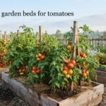 best raised garden beds for tomatoes