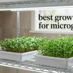 best grow lights for microgreens