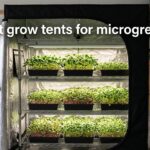 best grow tents for microgreens